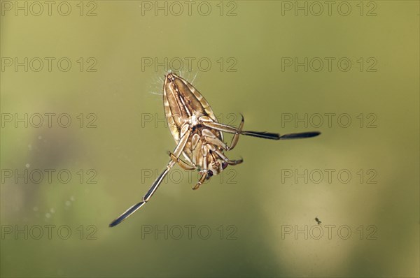 Common Backswimmer (Notonecta glauca)