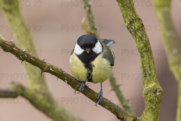 Great Tit (Parus major)