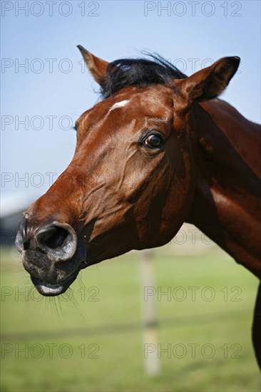 Holsteiner horse