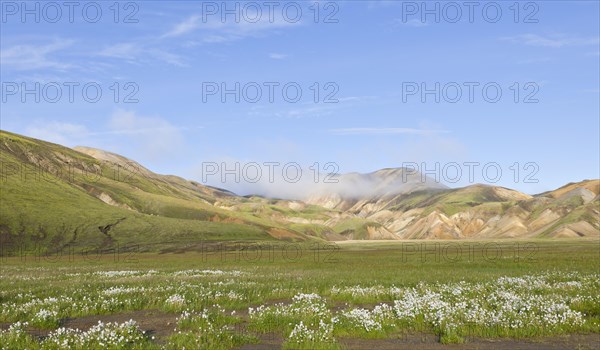 Cotton grass at the edge of the Laugahraun lava field