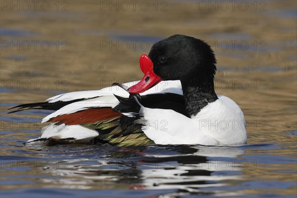 Common Shelduck (Tadorna tadorna)