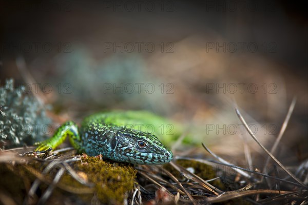 Eastern Green Lizard (Lacerta viridis)