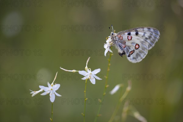 Apollo or Mountain Apollo (Parnassius apollo) butterfly sitting on a grass lily