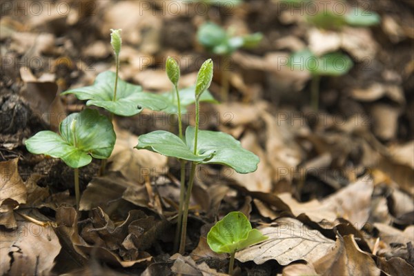 Seedlings of a European Beech (Fagus sylvatica)