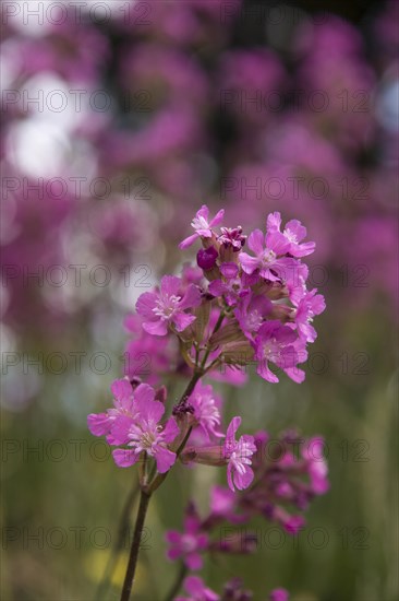 Sticky Catchfly or Clammy Campion (Silene viscaria)