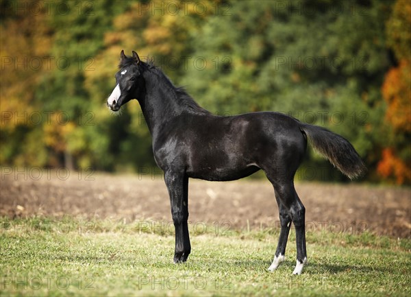 Black Wuerttemberg foal