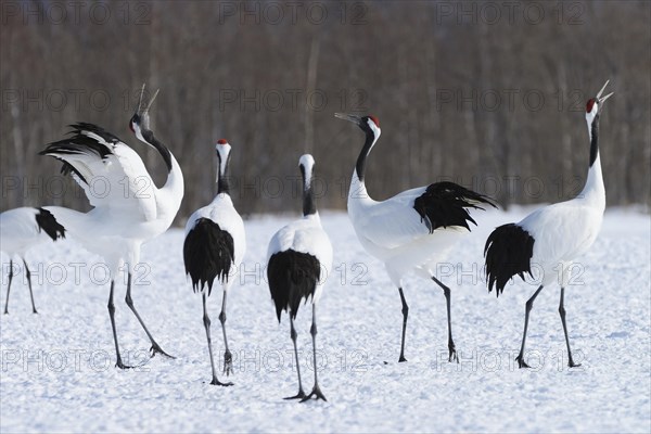 Red-crowned Cranes