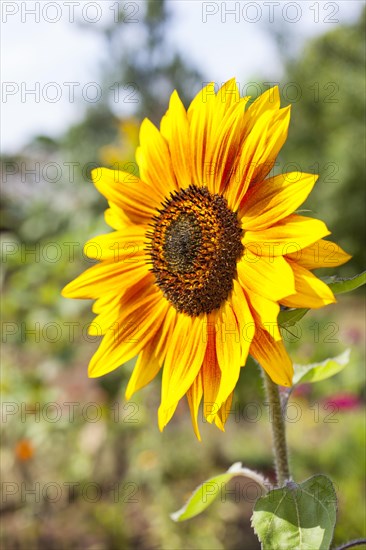 Inflorescence of a Sunflower (Helianthus annuus)