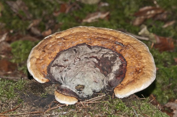 Red Banded Polypore (Fomitopsis pinicola)