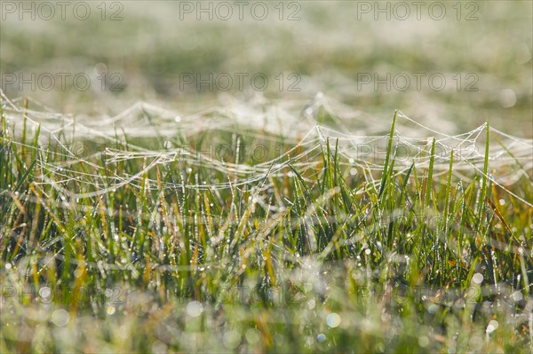 Spider webs on blades of grass wet with dew