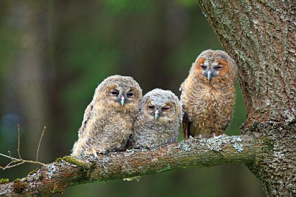 Three young Tawny Owls or Brown Owls (Strix aluco) perched on a tree