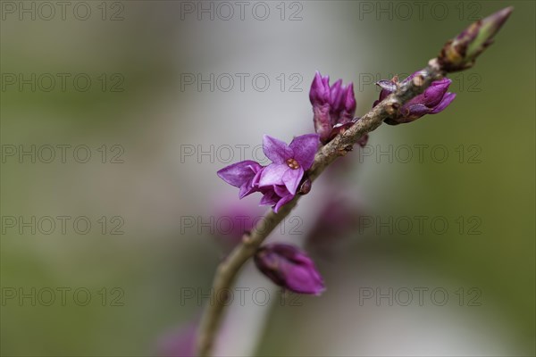 Flowering Mezereon (Daphne mezereum)