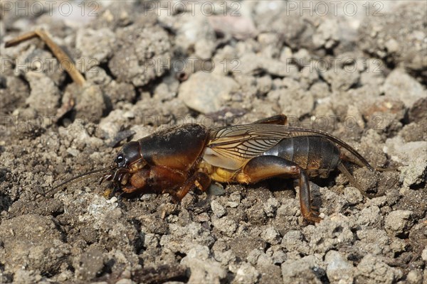 European Mole Cricket (Gryllotalpa gryllotalpa)