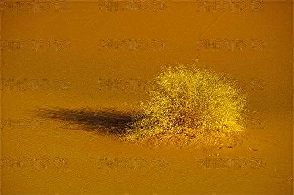 Desert grass