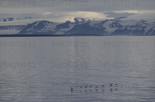 Thick-billed Murres or Bruennich's Guillemots (Uria lomvia) flying low over Sorporten