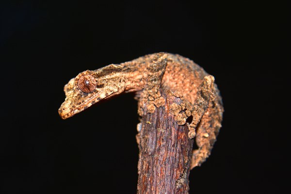 Leaf-tailed Gecko (Uroplatus alluaudi)