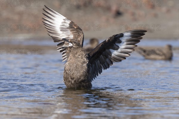 South Polar Skua (Stercorarius maccormicki)