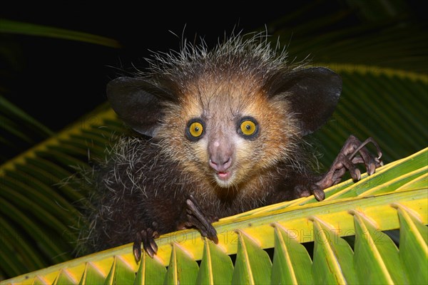 Aye-aye (Daubentonia madagascariensis) on a palm frond