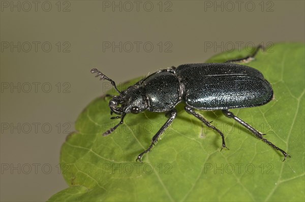 Small Stag Beetle (Platycerus caraboides)