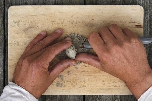 Examination of an egg from a Common Ringed Plover or Ringed Plover (Charadrius hiaticula)