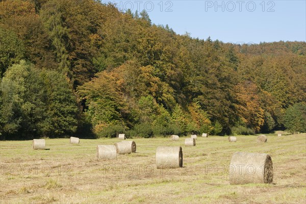 Bales of hay on a meadow