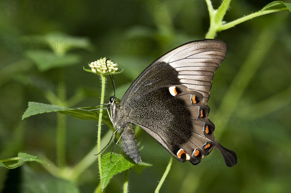 Ulysses butterfly