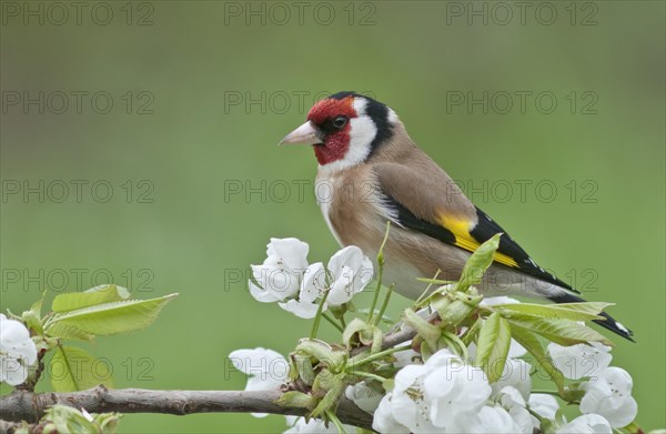 Goldfinch (Carduelis carduelis)