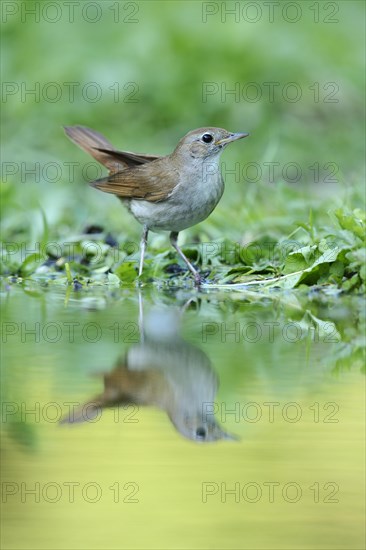 Nightingale (Luscinia megarhynchos) with its reflection in the water