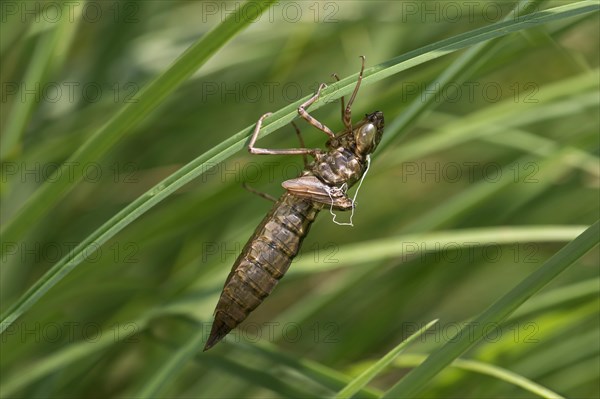 Emperor Dragonfly (Anax imperator)