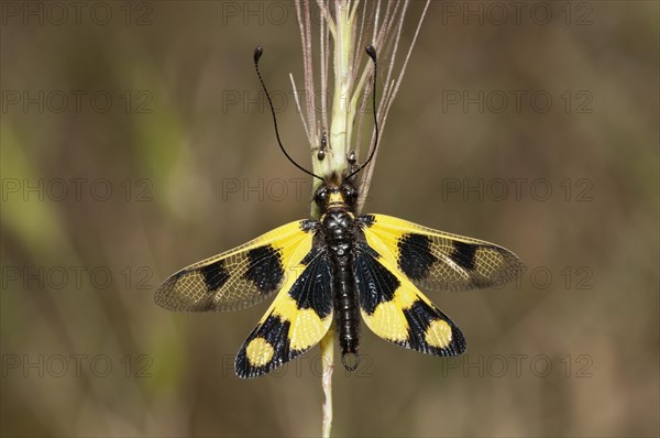 Diurnal Owlfly (Libelloides macaronius)