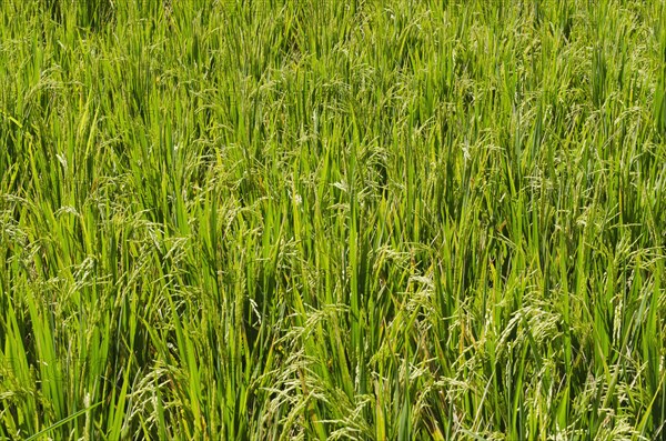 Rice plants (Oryza sativa) growing in a rice paddy