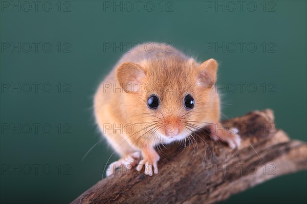 Hazel Dormouse