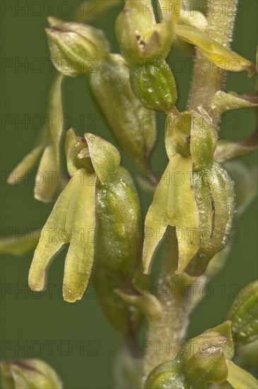 Common Twayblade (Listera ovata)