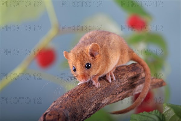 Hazel Dormouse