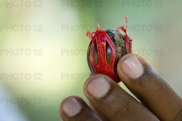 Nutmeg with mace (Myristica fragrans)