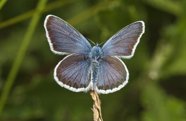 Silver-studded Blue (Plebejus argus)