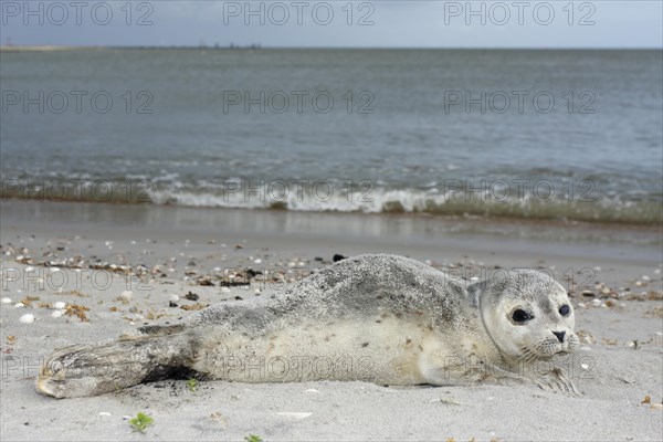 Harbour Seal (Phoca vitulina)