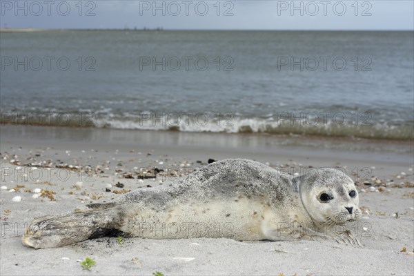 Harbour Seal (Phoca vitulina)