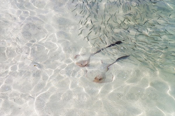 Cowtail Stingrays (Pastinachus sephen) in shallow water