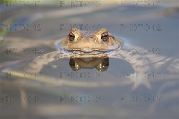 Common Toad or European Toad (Bufo bufo) in the water