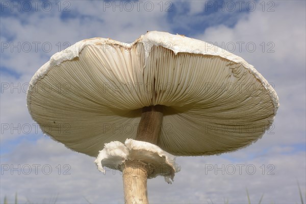 Parasol Mushroom (Macrolepiota procera)