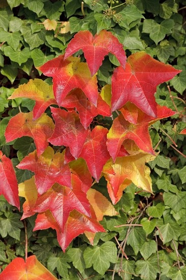 Boston ivy (Parthenocissus tricuspidata) and ivy