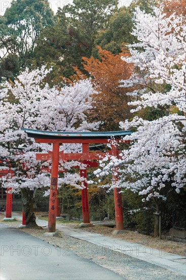 Blooming cherry trees