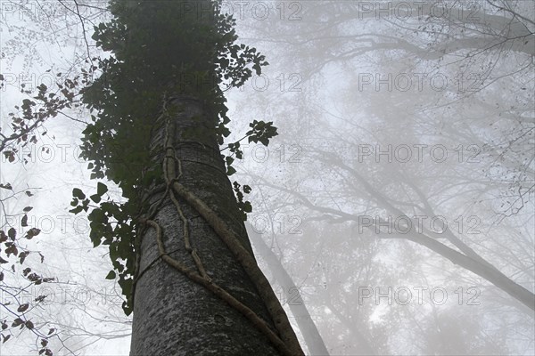 Trunk of a Beech (Fagus sp.)