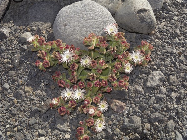 Common Ice Plant or Crystalline Iceplant (Mesembryanthemum crystallinum)