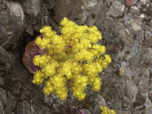 Canary Golden Mountain Rose (Greenovia aurea)