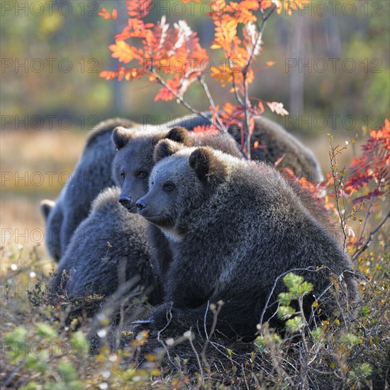 Brown Bears (Ursus arctos)