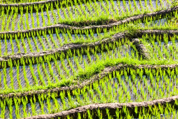 Rice field