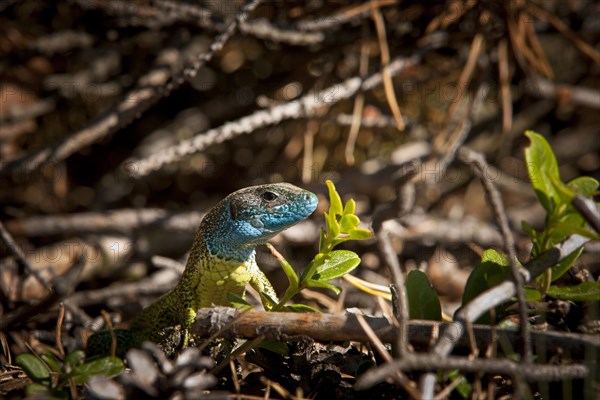 Eastern Green Lizard (Lacerta viridis)