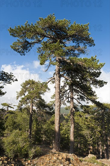 Mountain forest